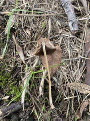 Psathyrellaceae