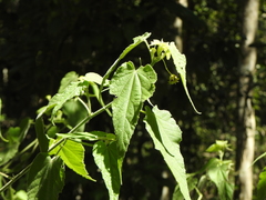 Abutilon oxycarpum