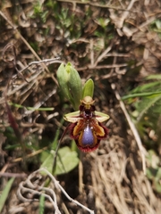 Ophrys speculum speculum