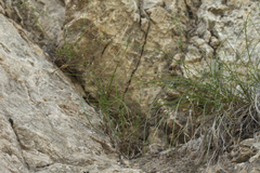 Carex koshewnikowii