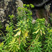 Euphorbia azorica - Photo (c) lougarou, algunos derechos reservados (CC BY-NC), subido por lougarou