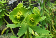 Euphorbia azorica