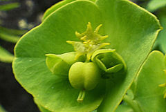 Euphorbia azorica