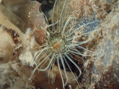 Sagartiogeton undatus