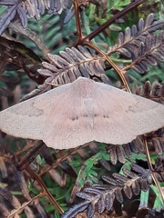 Monoctenia falernaria