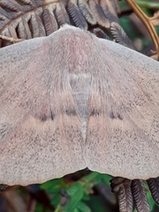 Monoctenia falernaria