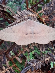 Monoctenia falernaria