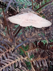 Monoctenia falernaria