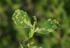 Aceria baccharipha