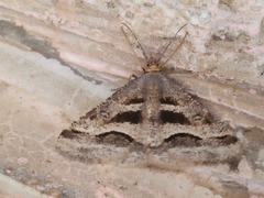 Isturgia disputaria