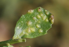 Aceria baccharipha