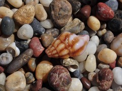 Peristernia reincarnata