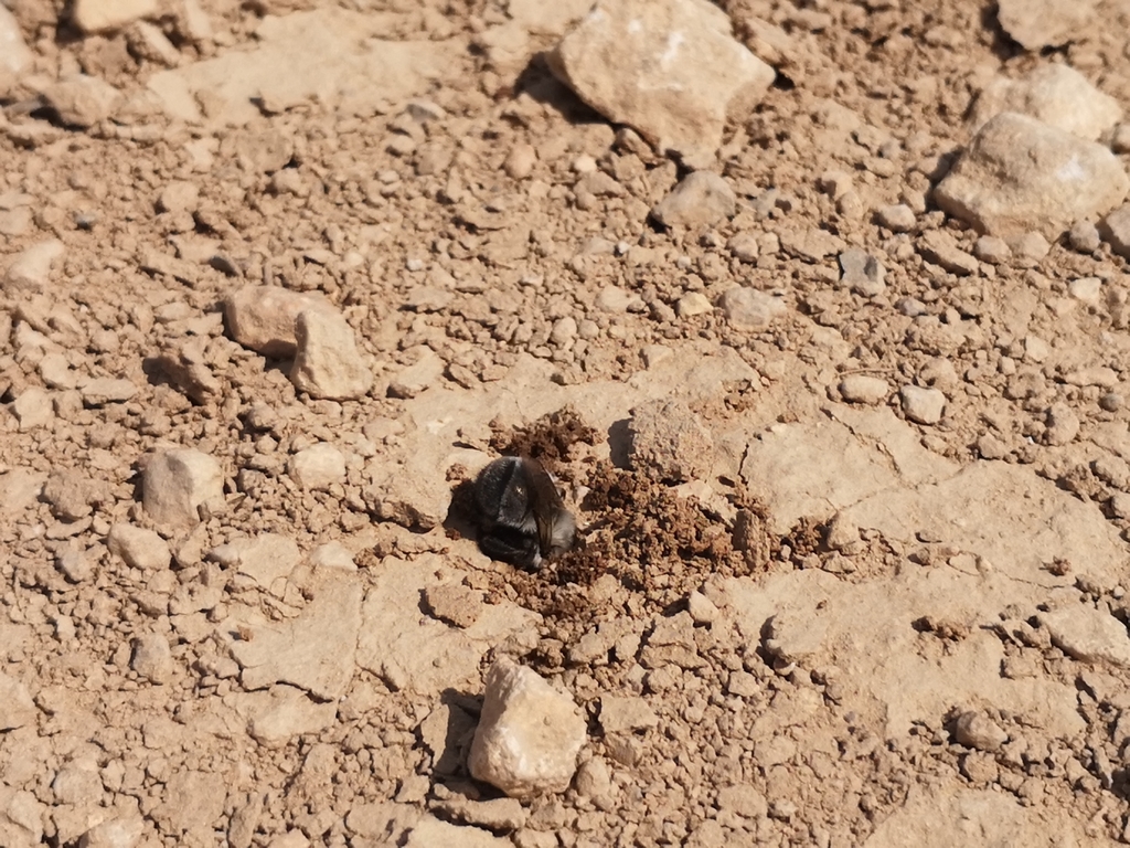 Anthophora romandii