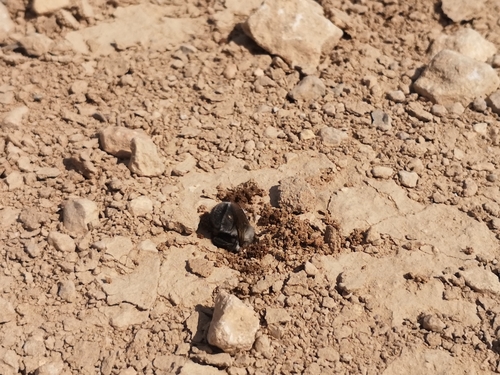 Anthophora romandii