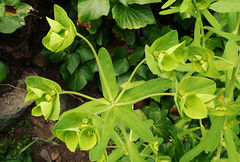 Euphorbia azorica