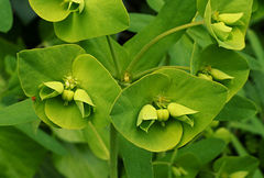 Euphorbia azorica