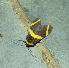 Viviennea flavicincta