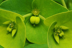 Euphorbia azorica