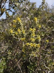 Thymelaea tinctoria