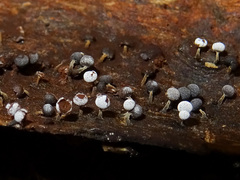 Physarum leucophaeum