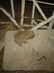 Rhinella horribilis
