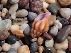 Peristernia reincarnata