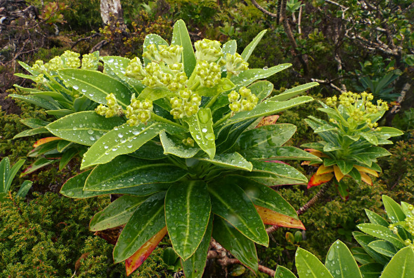 Azores tree spurge