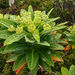 Euphorbia stygiana - Photo (c) lougarou, algunos derechos reservados (CC BY-NC), uploaded by lougarou