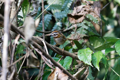 Schoeniparus rufogularis