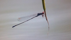 Pseudagrion sublacteum sublacteum