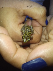 Eleutherodactylus leprus