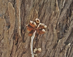 Eucalyptus tindaliae