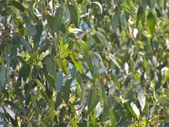 Eucalyptus tindaliae
