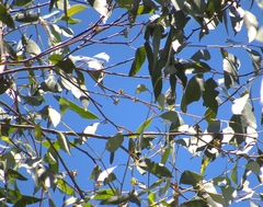 Eucalyptus tindaliae