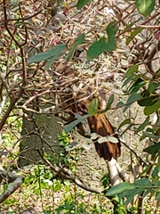 Pterorhinus perspicillatus