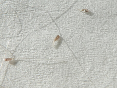 Pediculus humanus capitis
