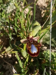 Ophrys speculum speculum