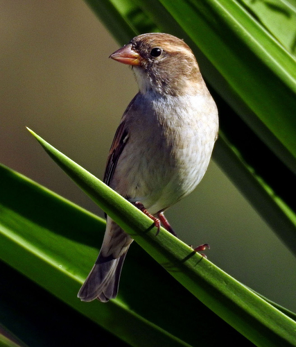 Spanish Sparrow