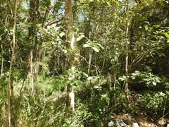 Mallotus claoxyloides