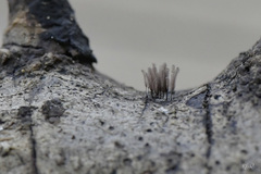 Stemonitis pallida