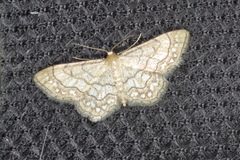 Idaea moniliata