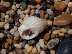 Nassarius conoidalis