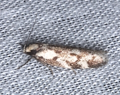 Philobota acropola