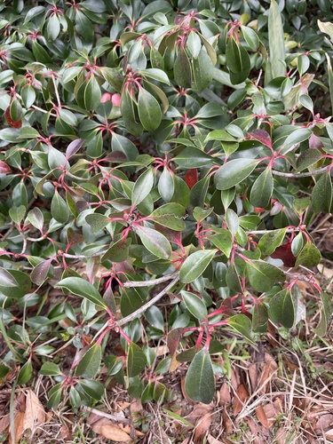 Ternstroemia gymnanthera