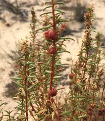 Gyrostemon australasicus