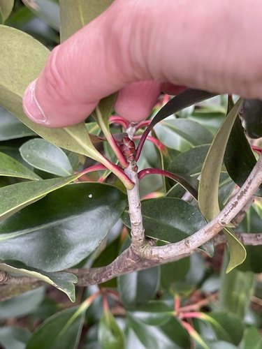 Ternstroemia gymnanthera