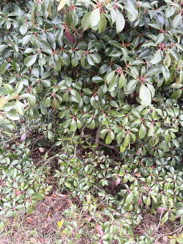 Ternstroemia gymnanthera