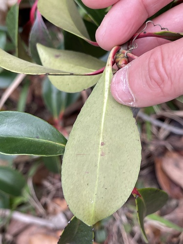 Ternstroemia gymnanthera