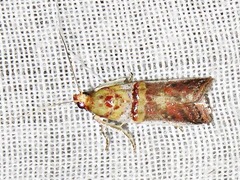 Hypargyria metalliferella