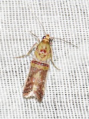 Hypargyria metalliferella